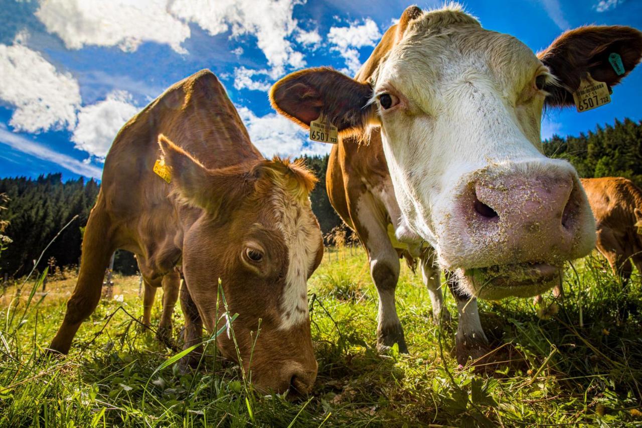 Tonibauer Séjour à la ferme